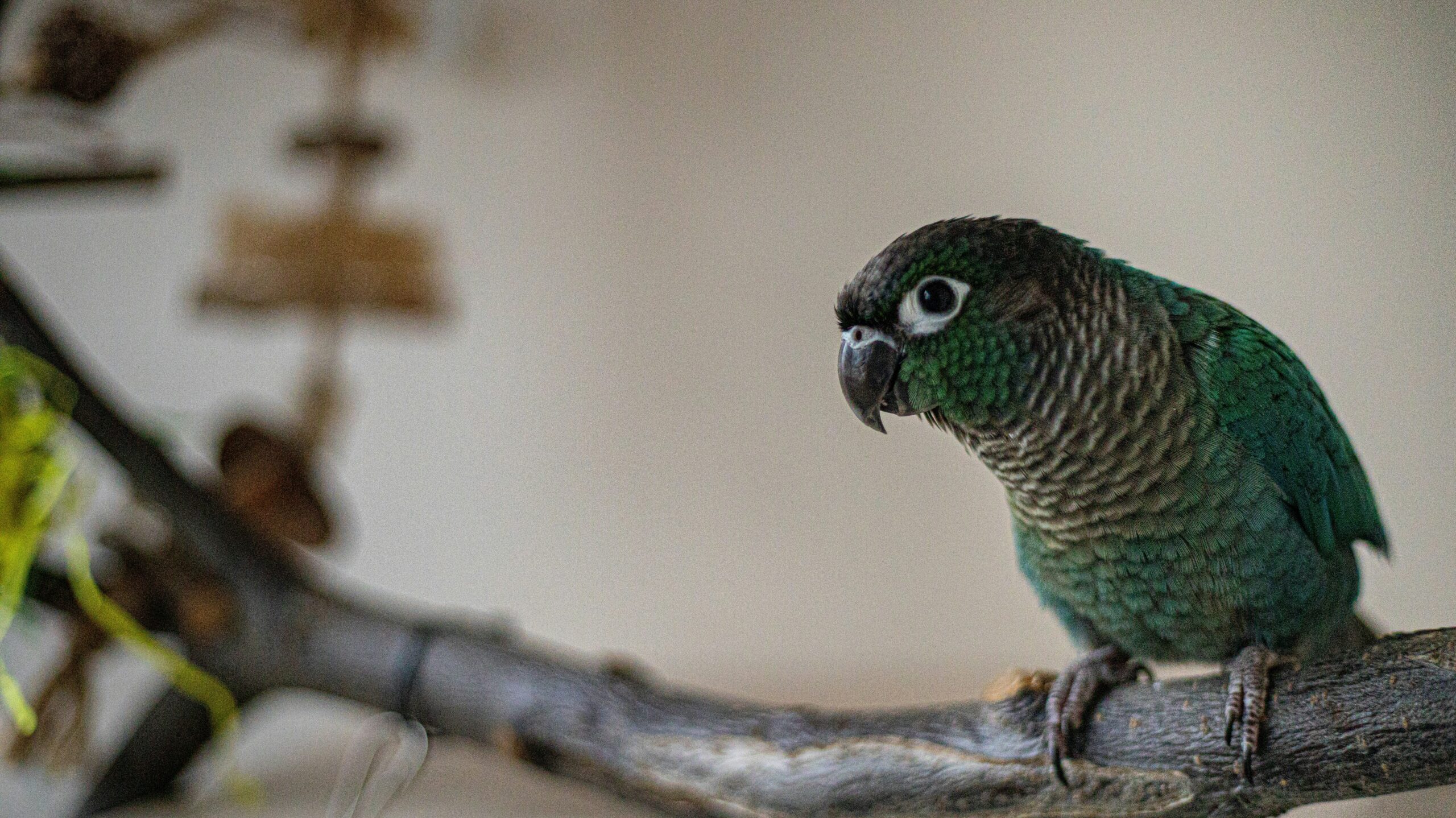 blog sobre loros