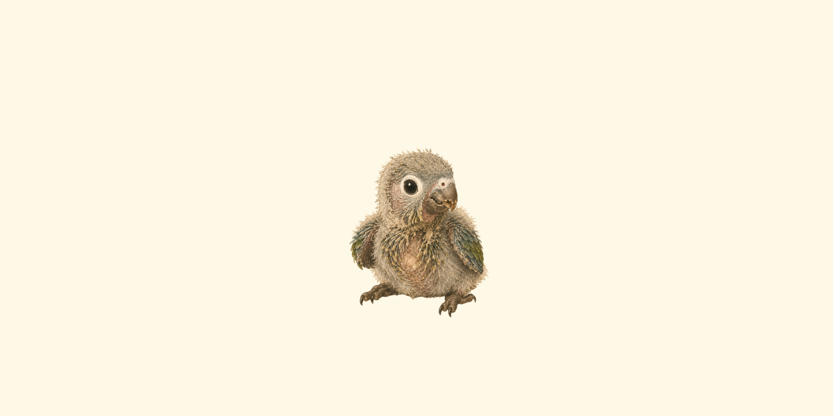 Malformaciones del pico en loros, por qué ocurren