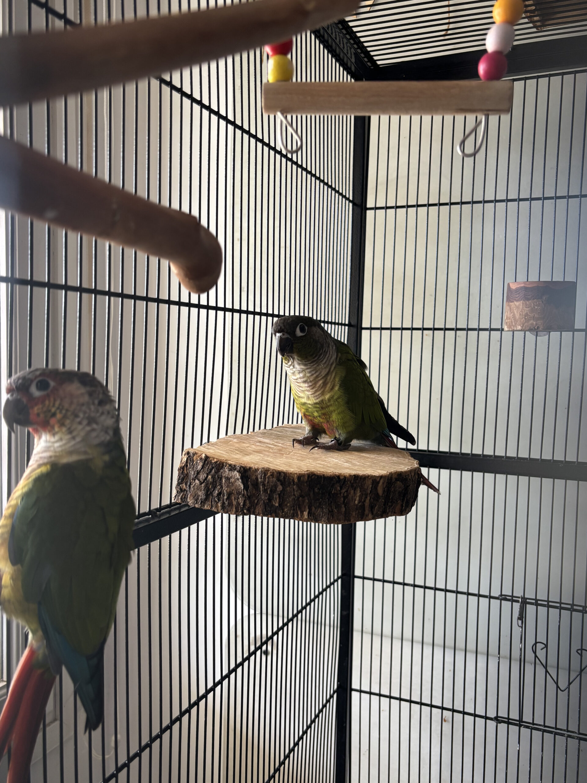 Ubicación de la jaula de los loros en una zona luminosa de la casa